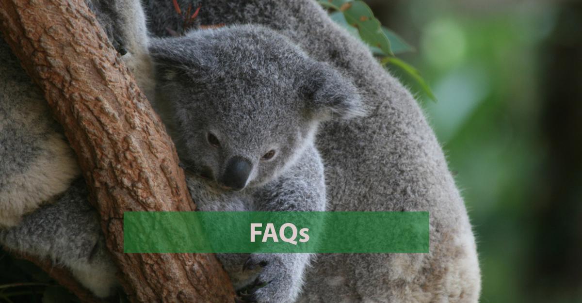 Frequently asked questions - Australian Koala Foundation