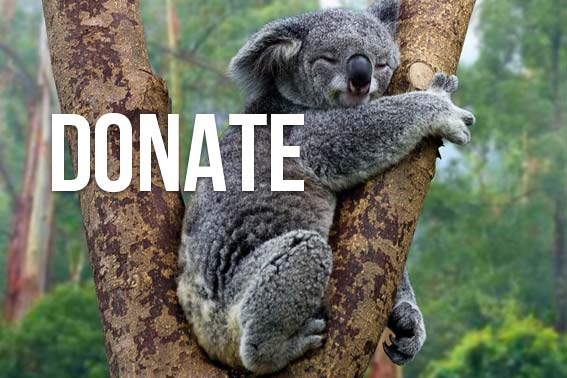 Trees for Koalas - Australian Koala Foundation
