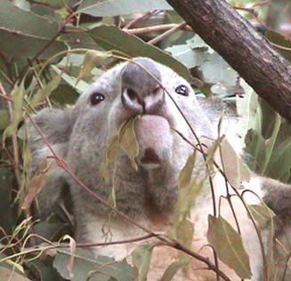 常食と消化 Australian Koala Foundation