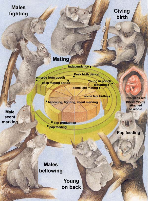 Koala : taille, description, biotope, habitat, reproduction