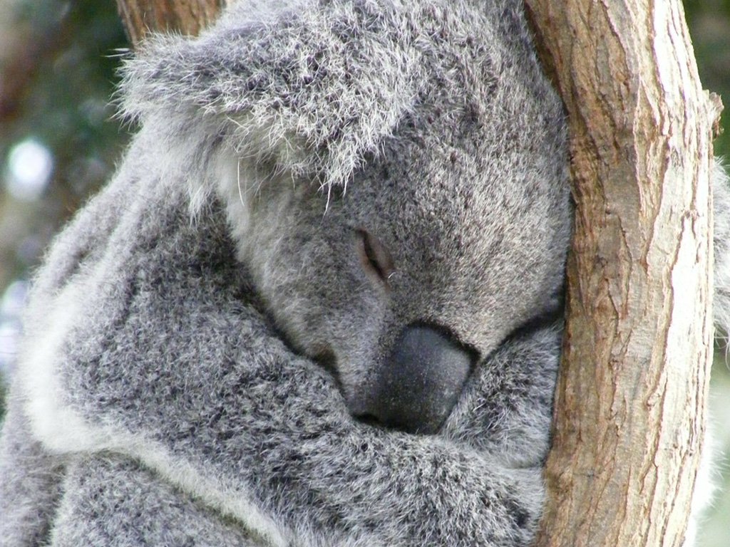 How many hours a day does a koala bear sleep Interesting Facts Australian Koala Foundation