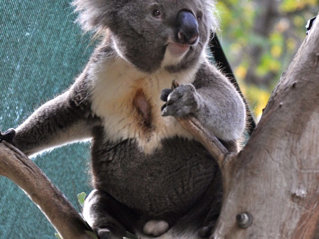 Koala - Faits, Alimentation, Habitat & Photos sur