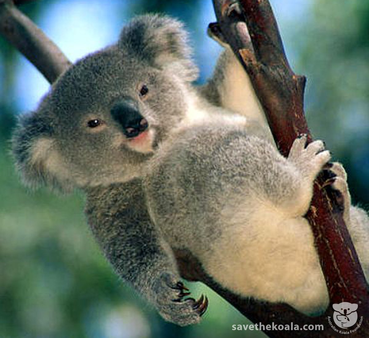 19th November 2015 - Australian Koala Foundation