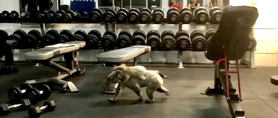 Gym Koala