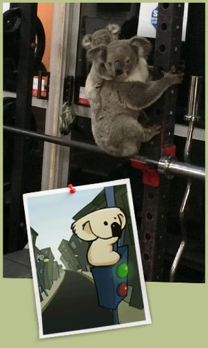 Urban Koala