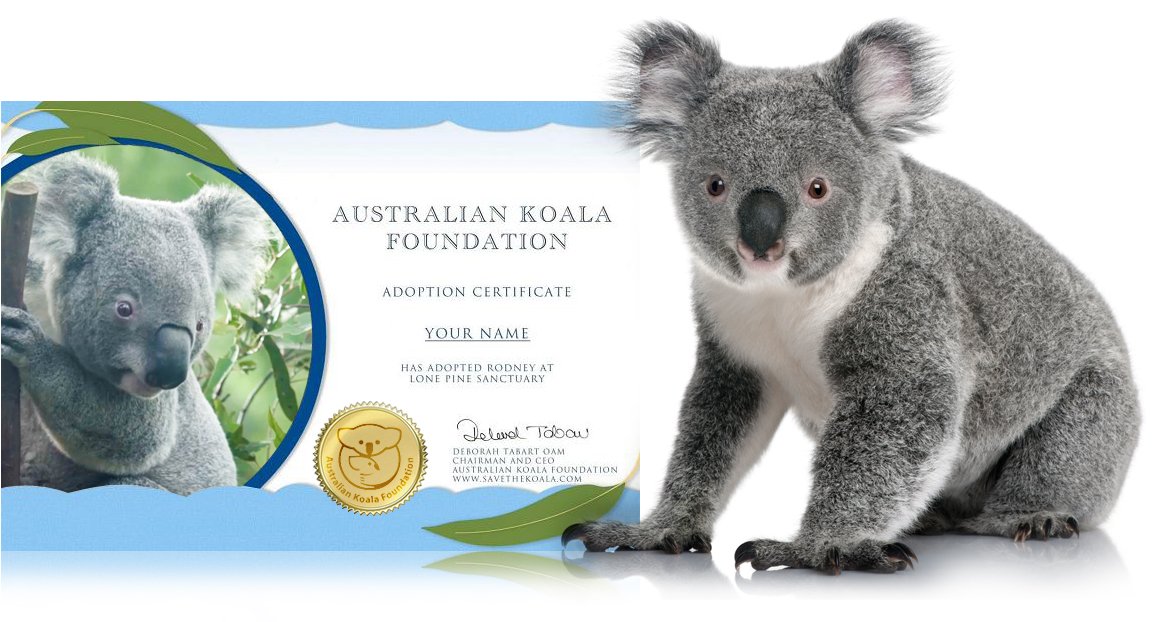 Koala adoption certificate preview