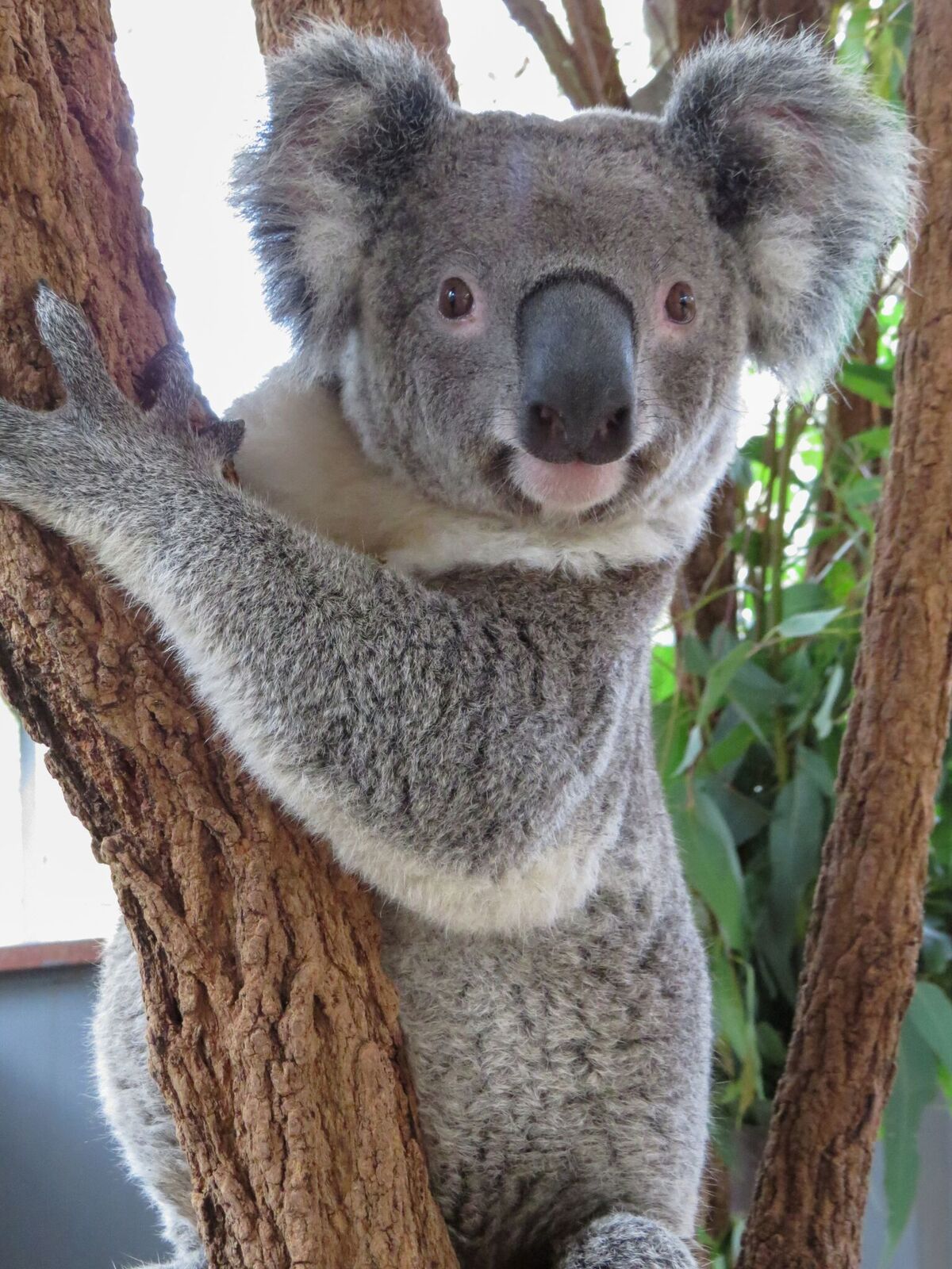 Adopt Jester Australian Koala Foundation