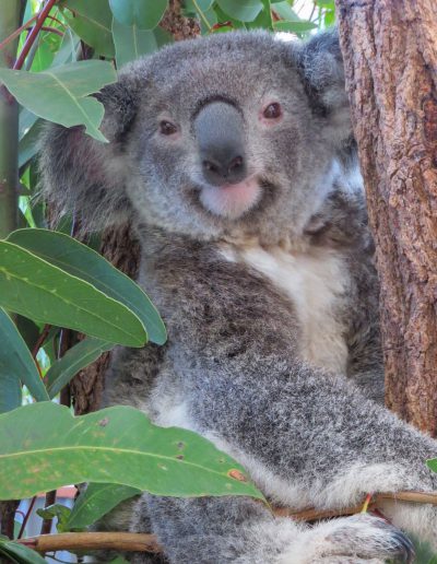 Adopt Kia - Australian Koala Foundation