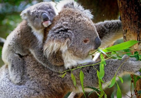 koala taxonomy koalas