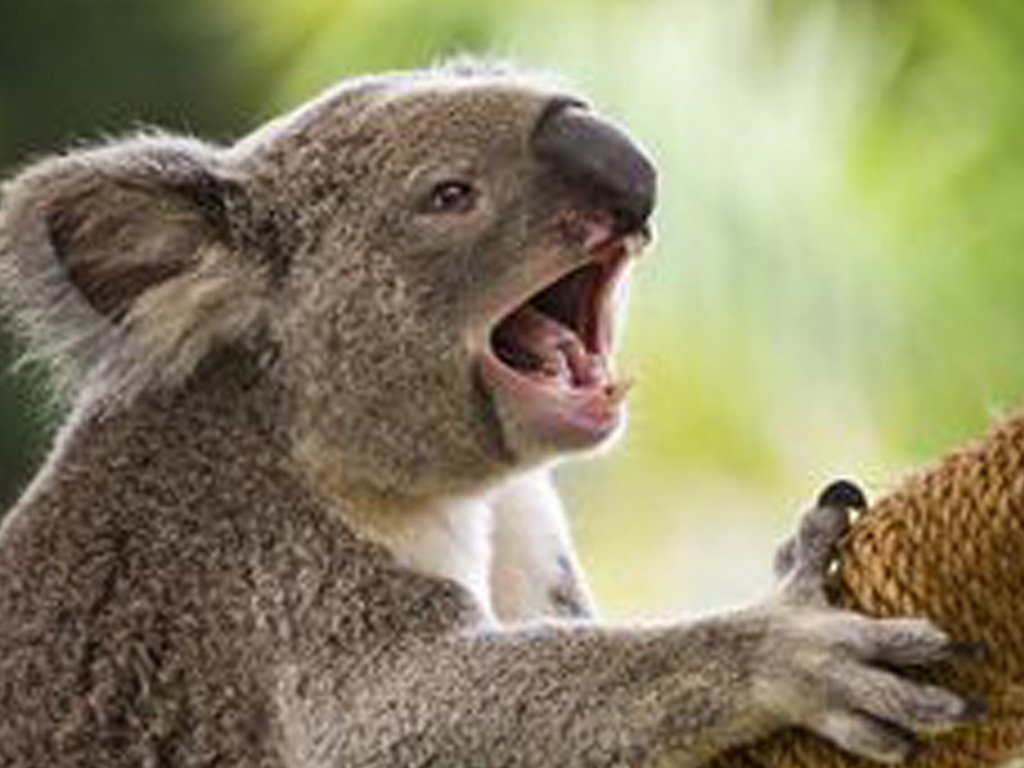 Top 10 facts about Koalas