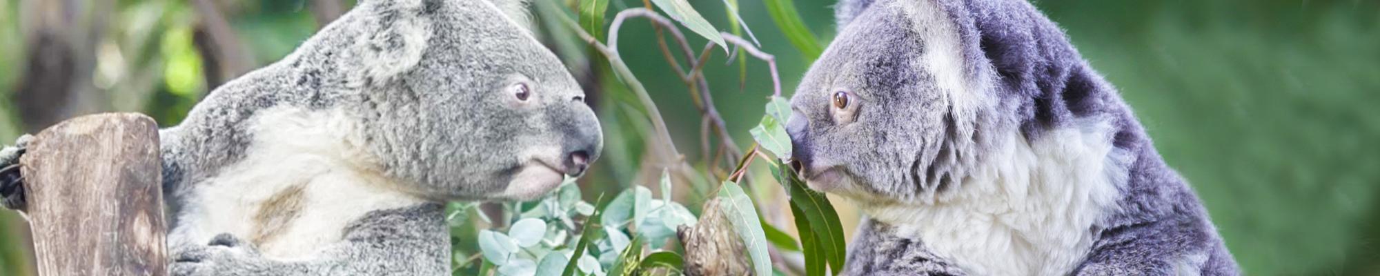 where to visit koalas in australia