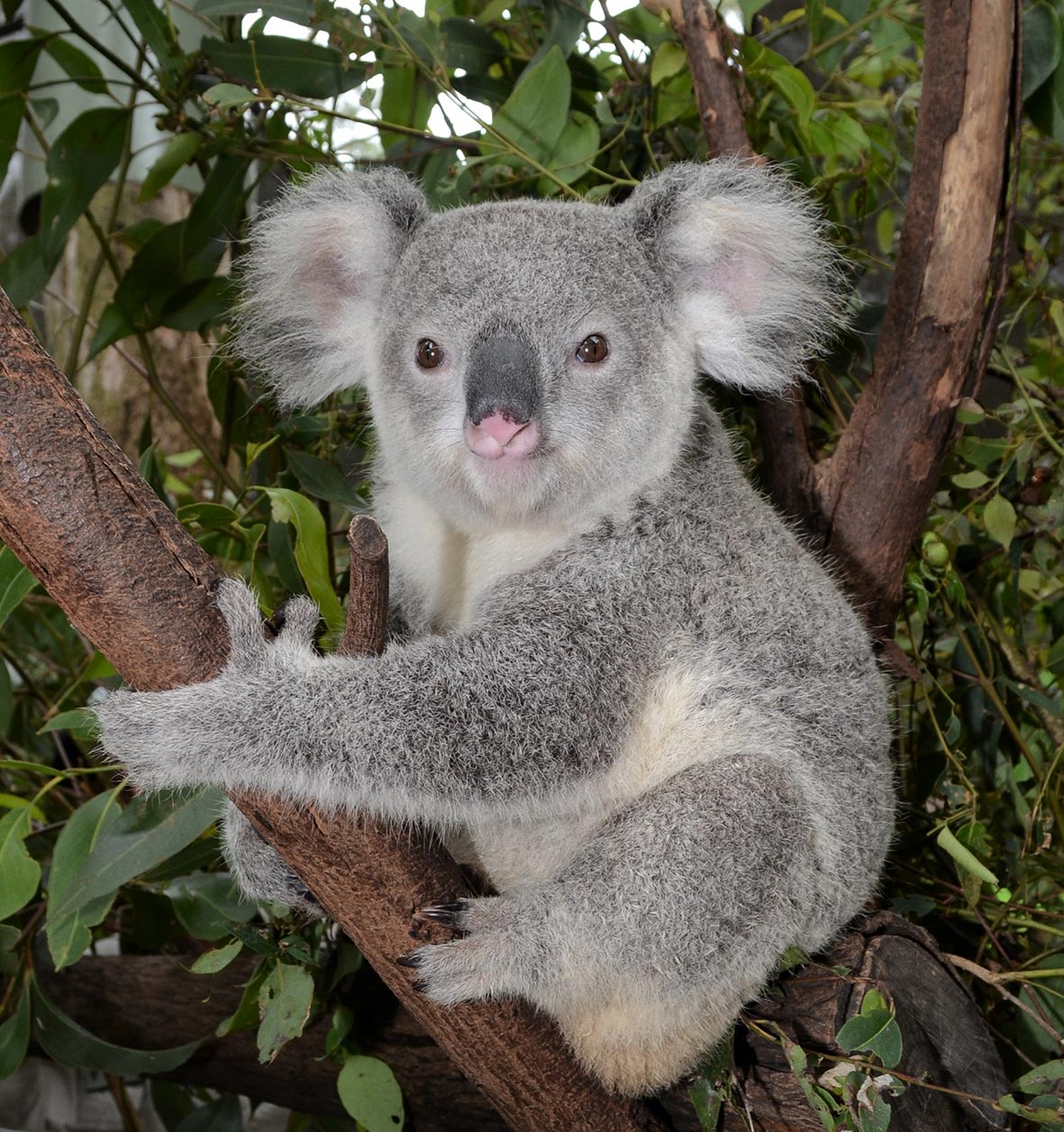 Adopt a Koala  Symbolic Adoptions from WWF