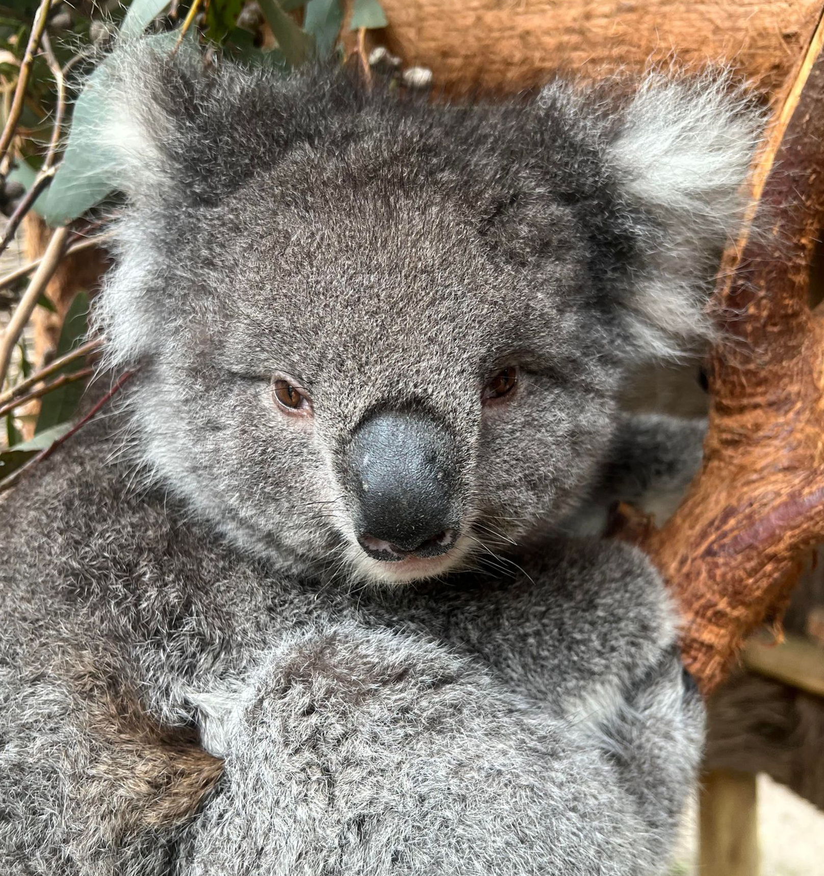 Koala Archive - Page 2 of 16 - Australian Koala Foundation